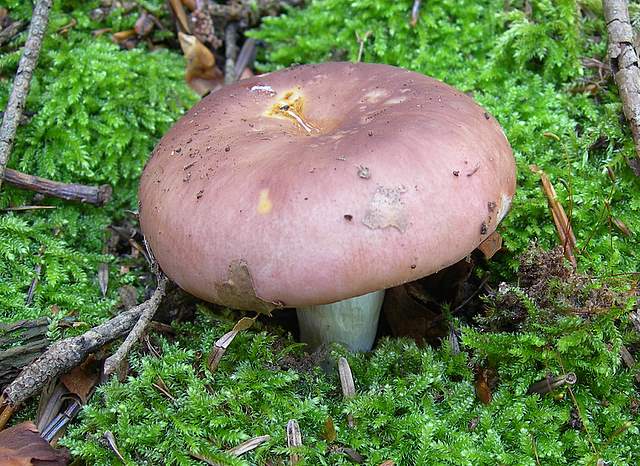 I  Funghi  della  faggeta  calcarea